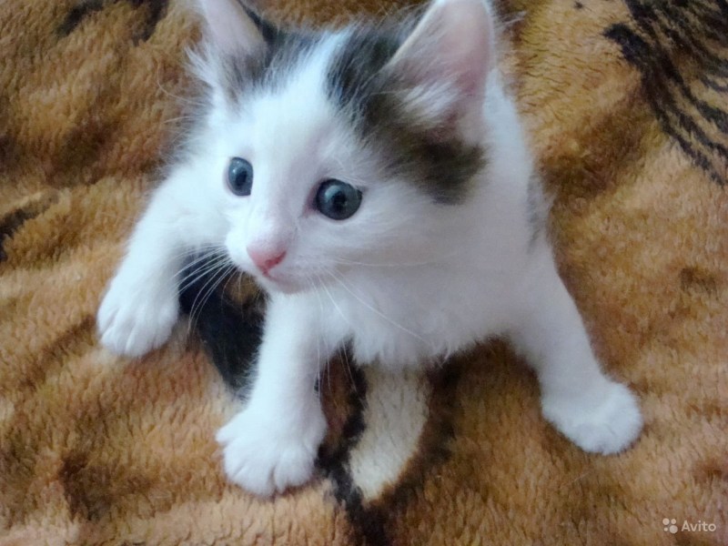 Белый котенок с серыми пятнами