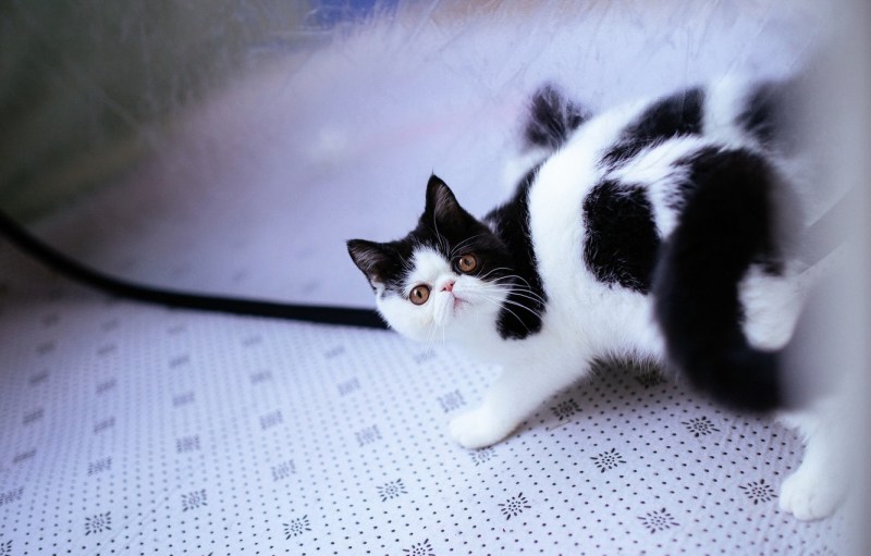 Котенок бобтейл белый