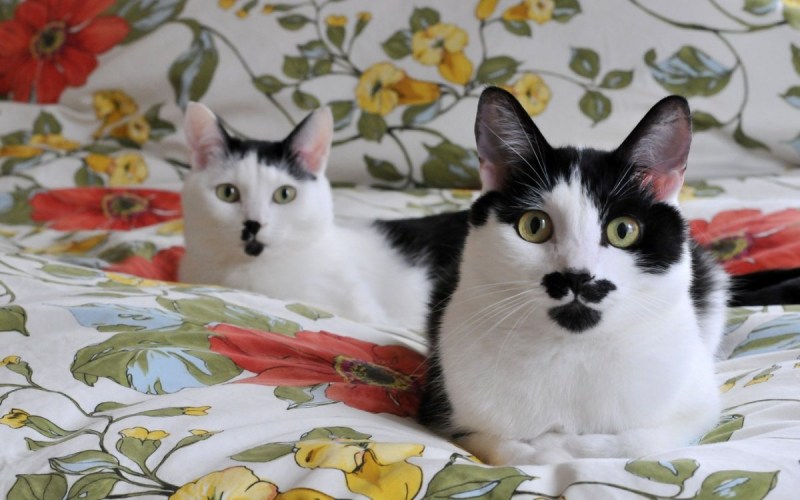 Курцхаар кот