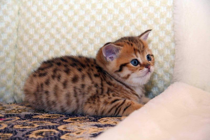 Котенок белый с пятнышками