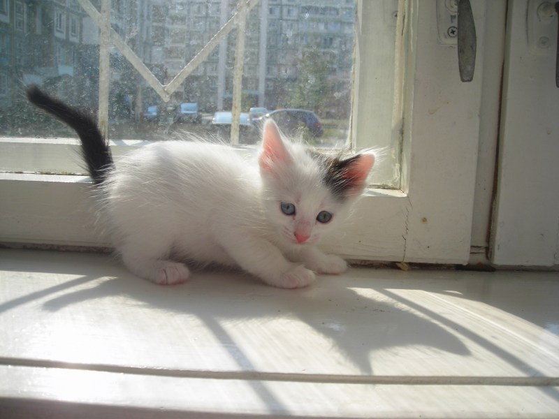 Египетская МАУ котята