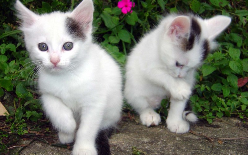 Пегая кошка