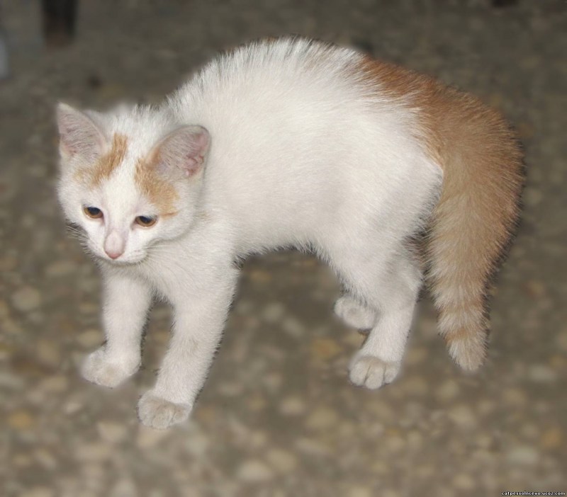 Пятнистая кошка