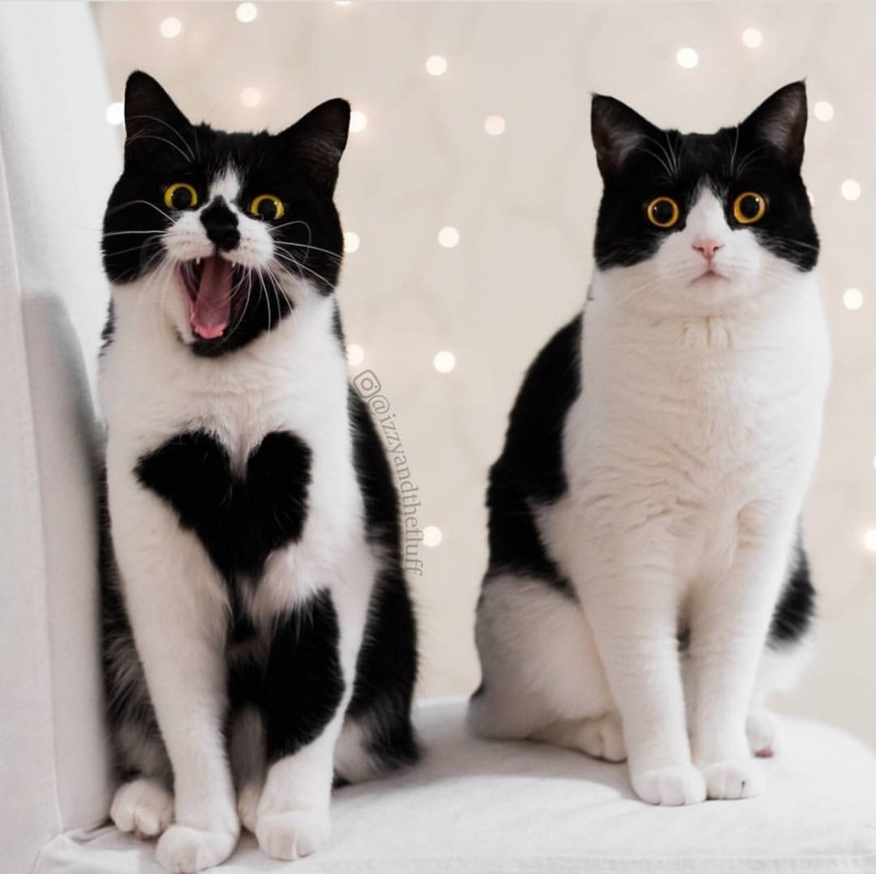 Плюшевый белый котенок