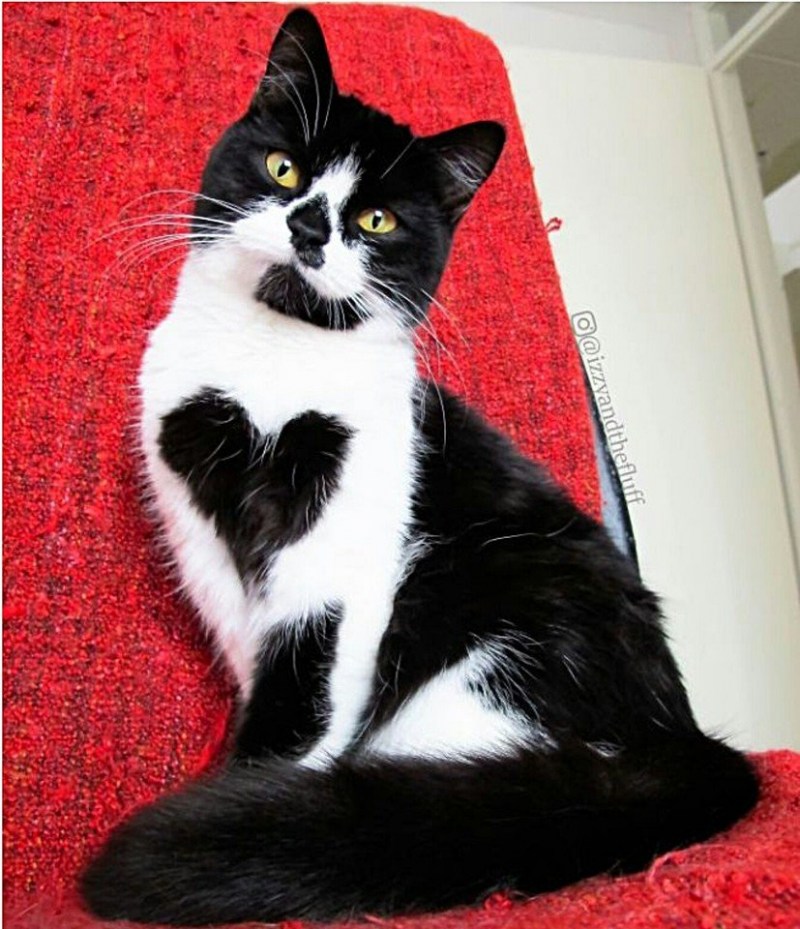 Котенок сидит