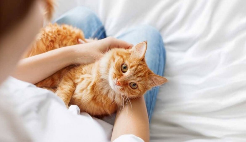 Кошки лекари