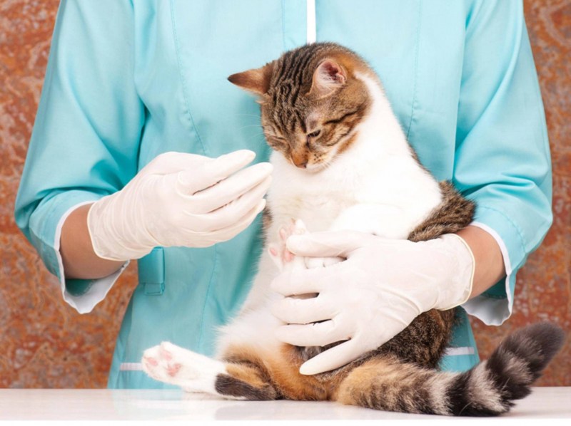 Домашняя кошка с хозяином