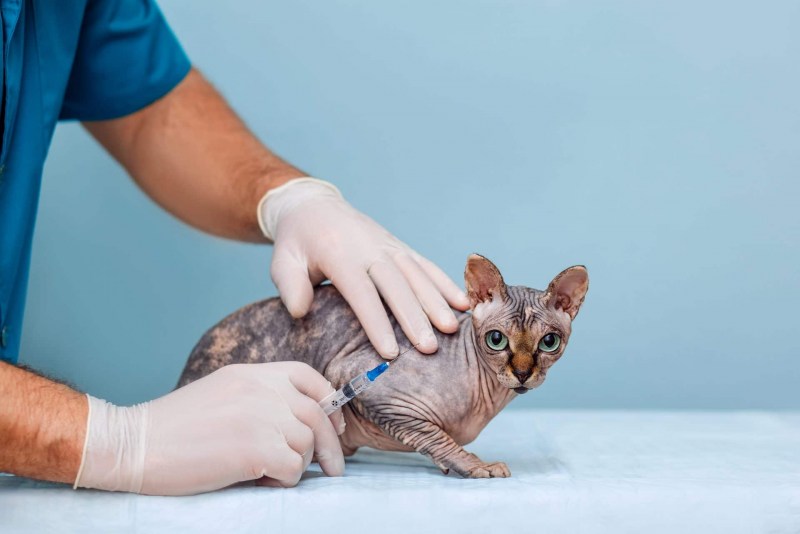 Кошка врач
