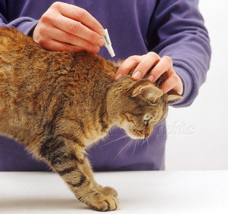 Ветеринар с кошкой