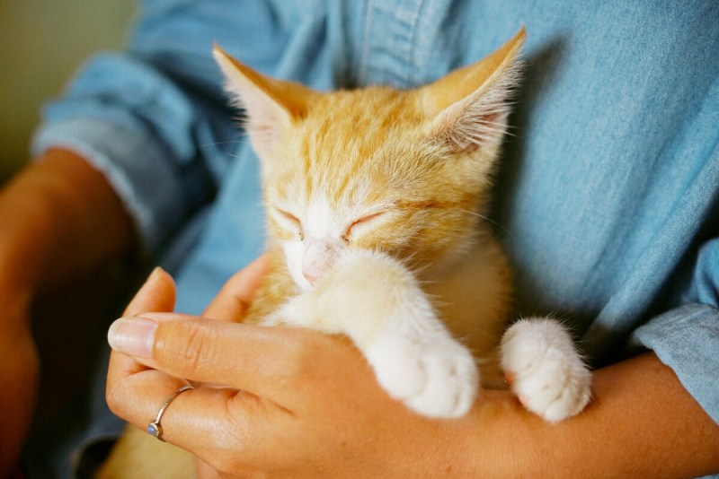 Коты целители