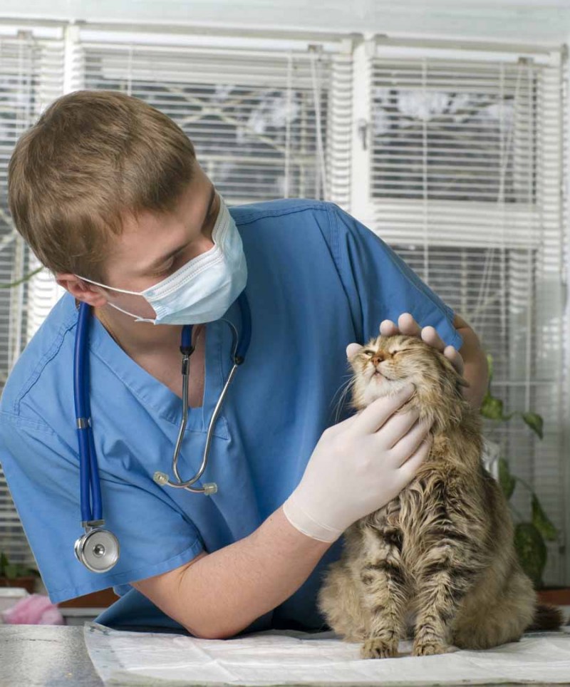Ветеринар с кошкой