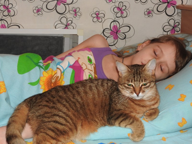 Кошка с градусником