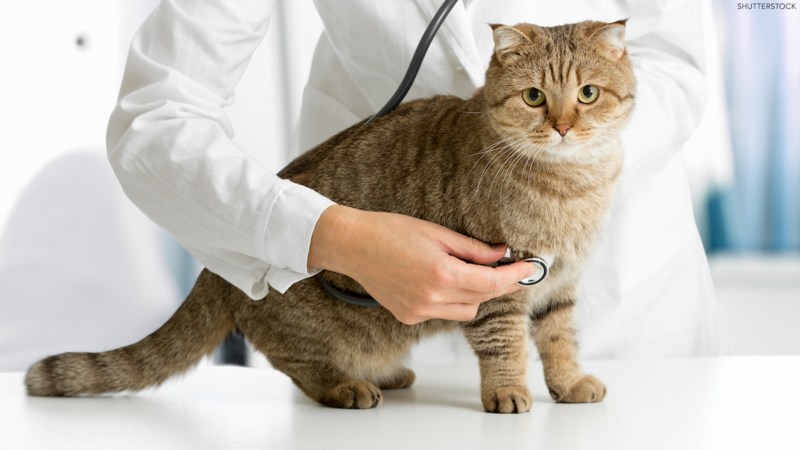 Сколько кошка может родить котят за свою жизнь