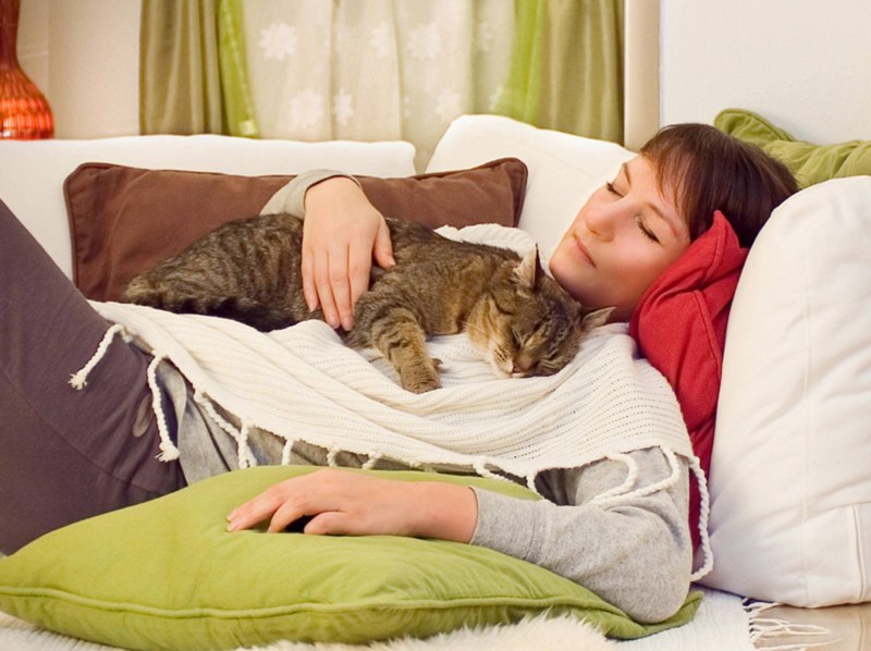 Кошки лекари