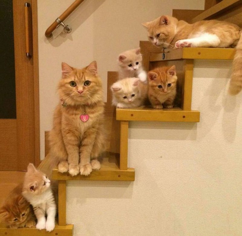 Кошачья семейка