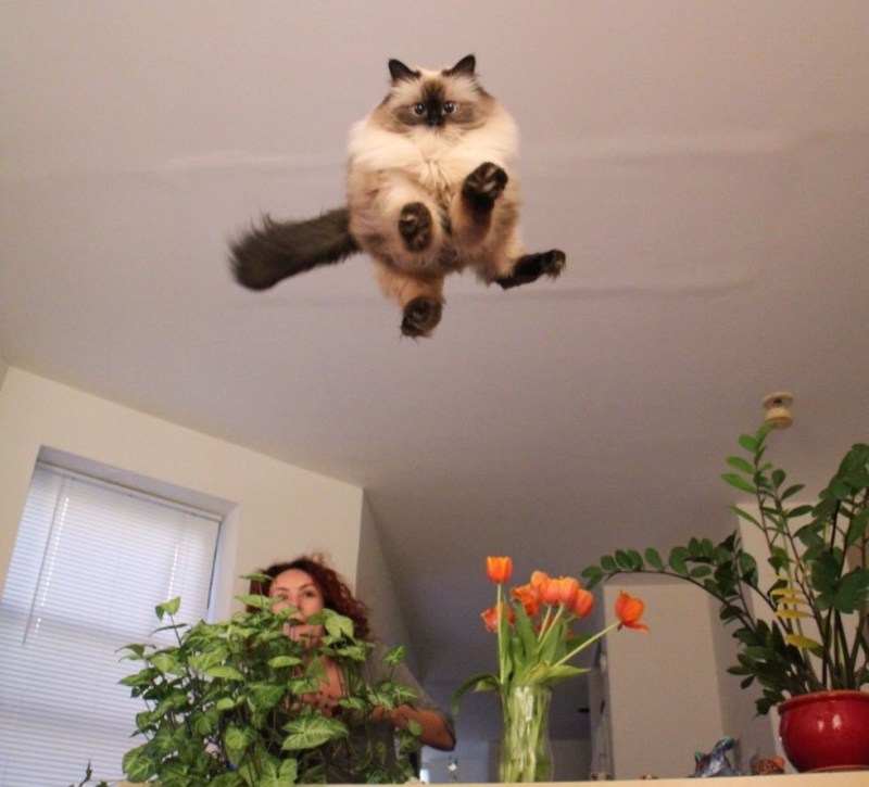 Кот ржака