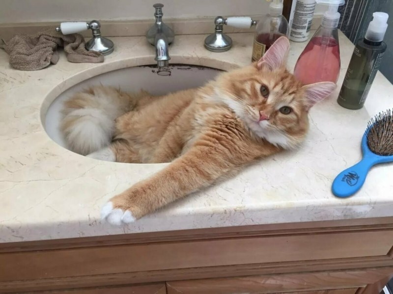 Прикольные домашние коты