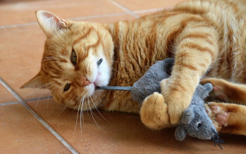 Забавные котики