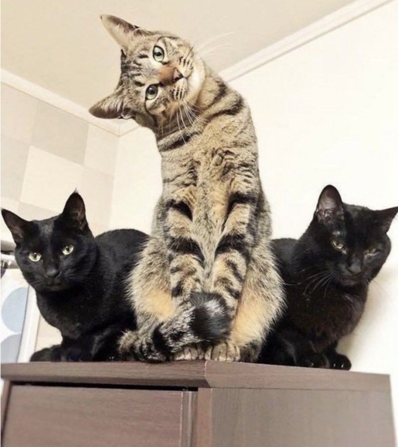 Прикольные кошки