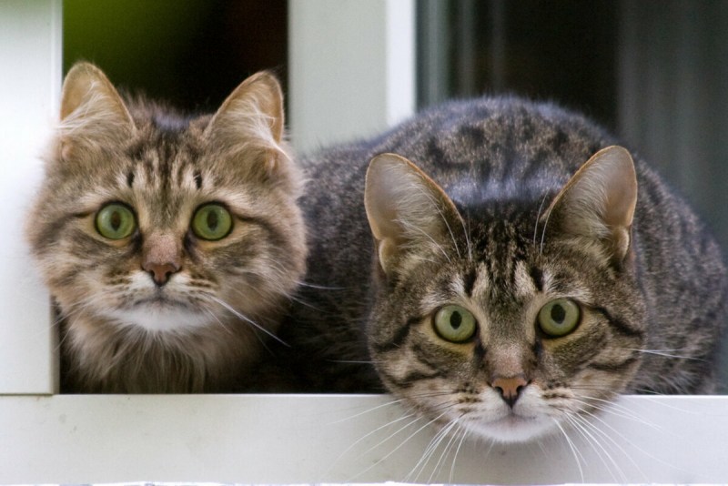 Фото котов и кошек прикольные