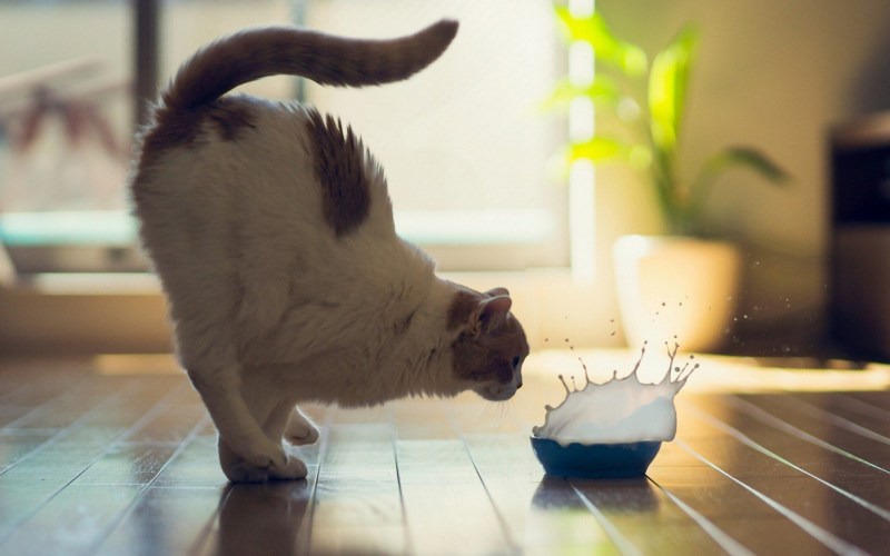Позитивный котик