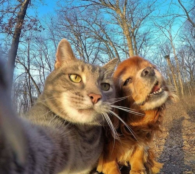 Прикольные коты
