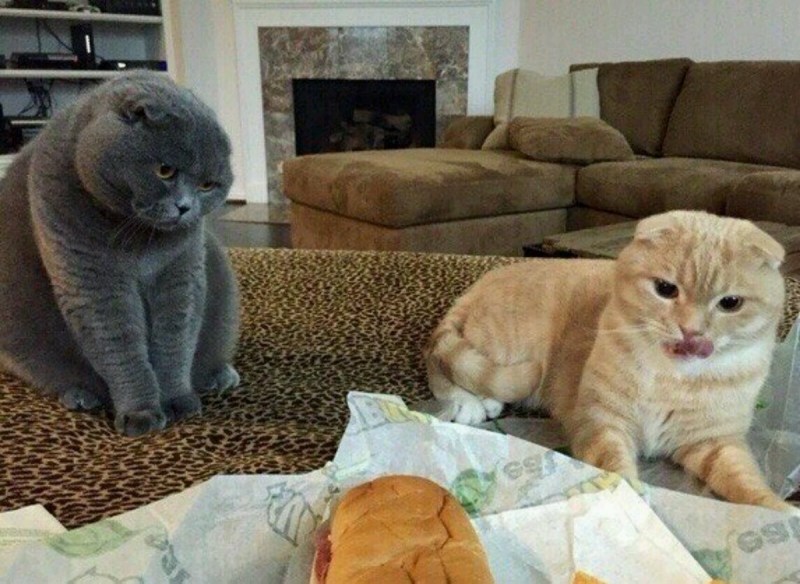 Коты в Берлине