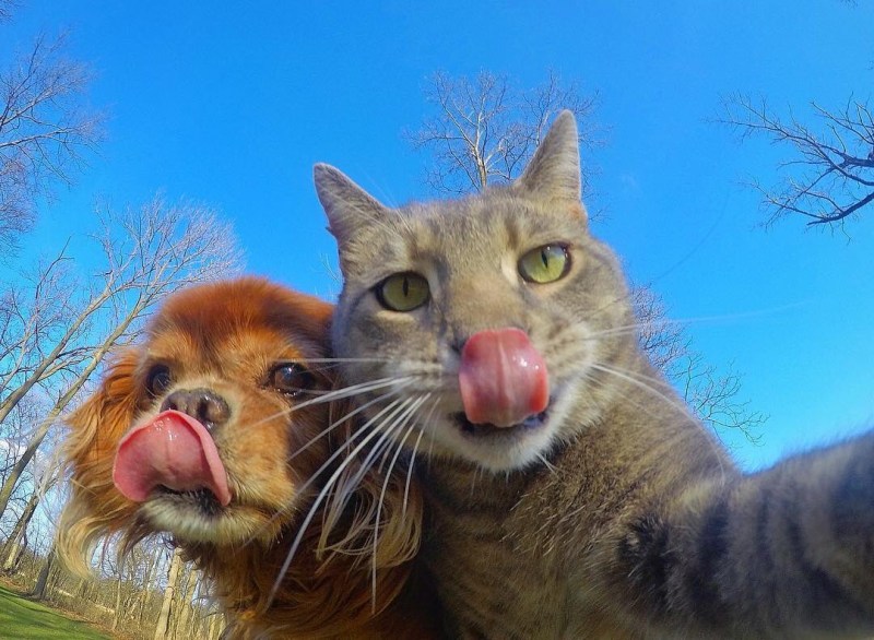 Котенок с высунутым языком