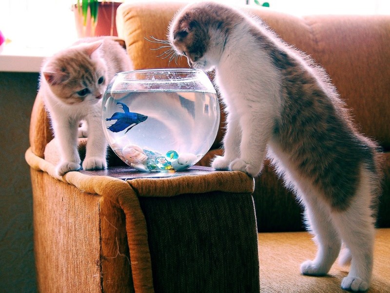 Любопытный котенок