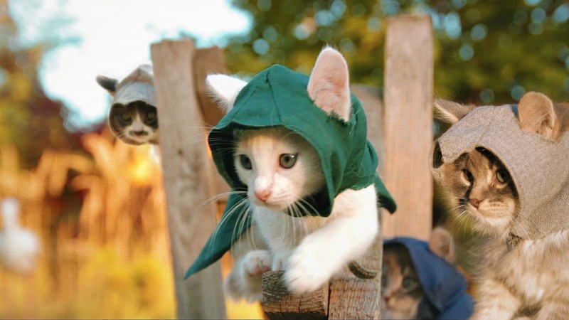Смешные коты и кошки