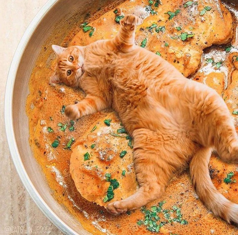 Вкусный кот