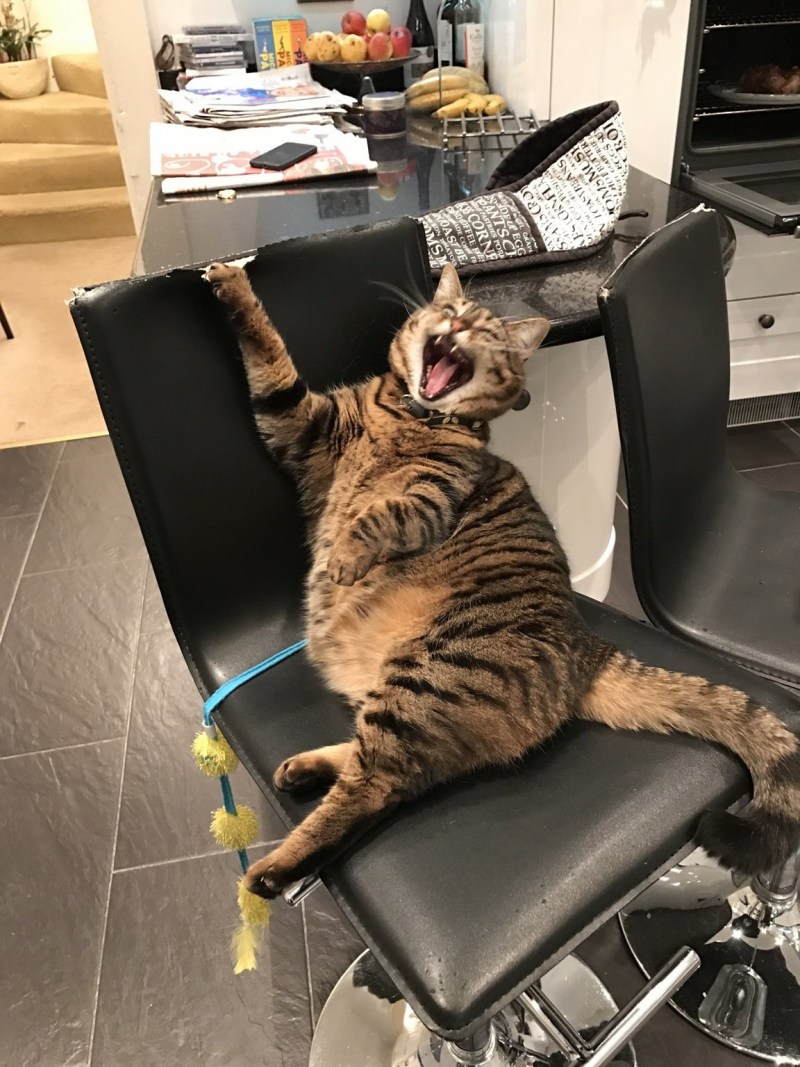 Очень смешной кот