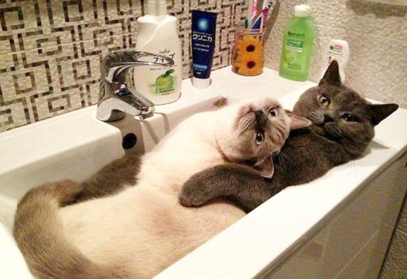 Коты приколы