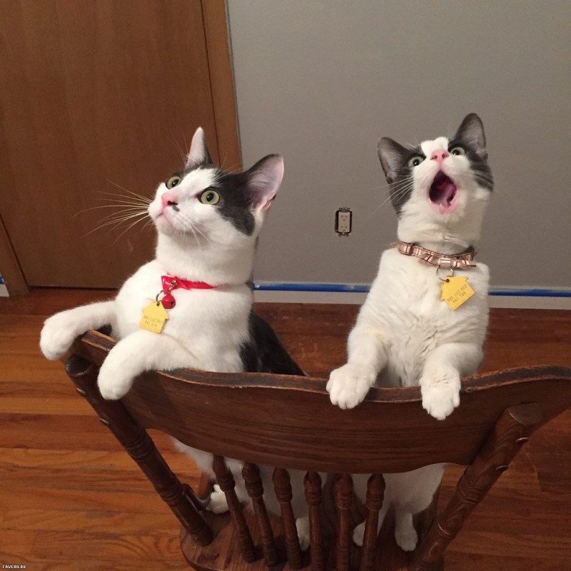Смешные кот и кошка