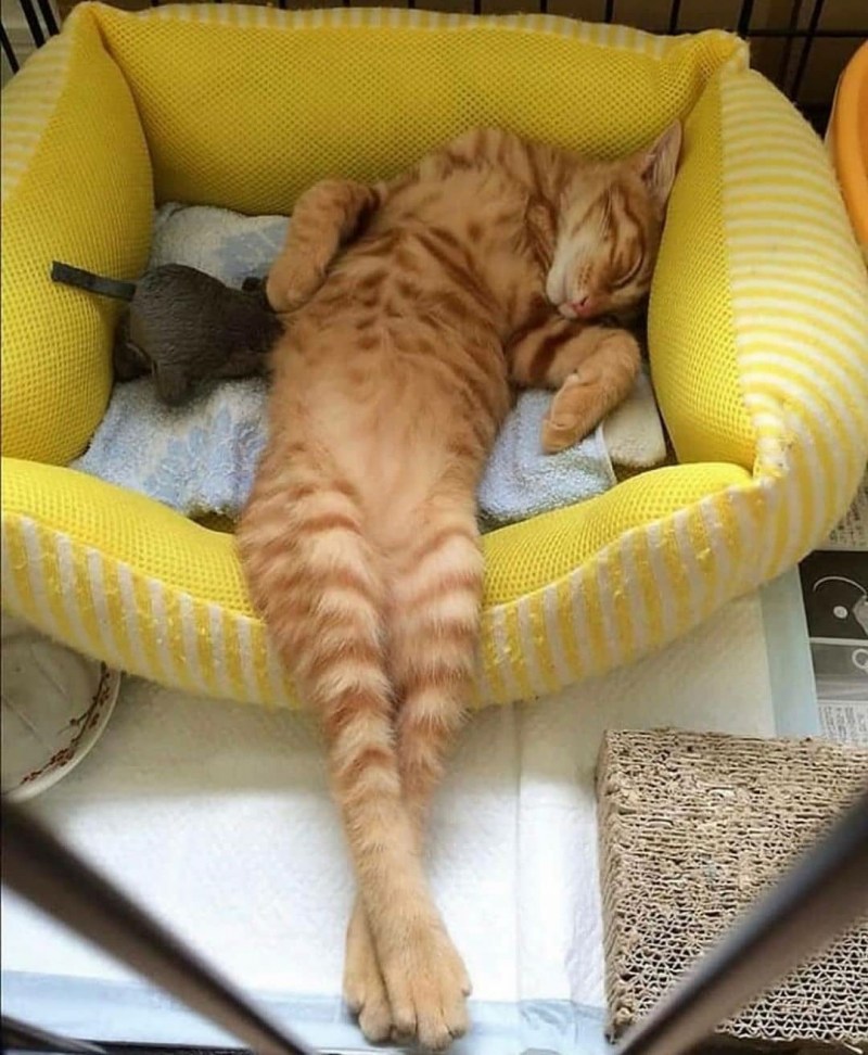 Забавные коты