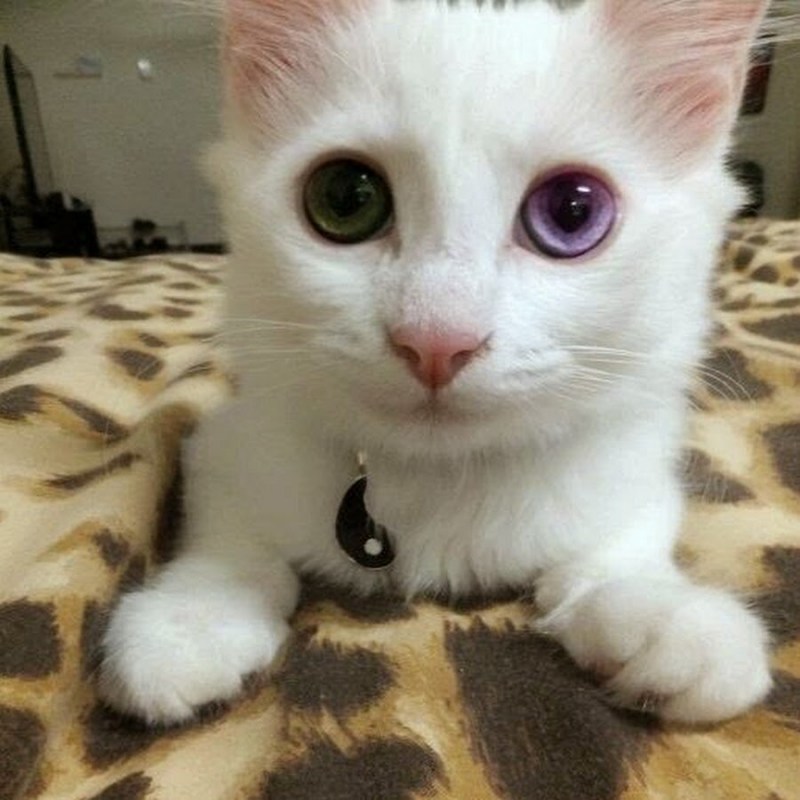 Котята с разными глазами