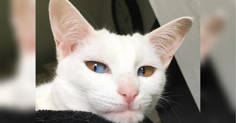 Кошачья внешность
