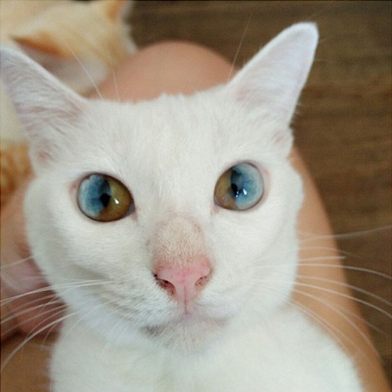 Кот гетерохромия