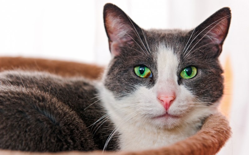 Коты с необычными глазами