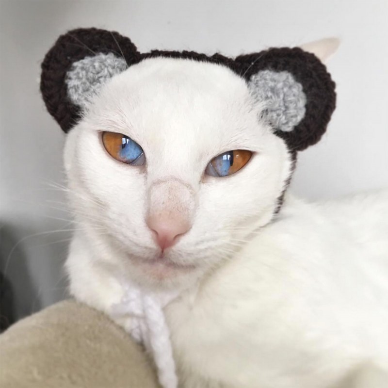Кот с необычной внешностью