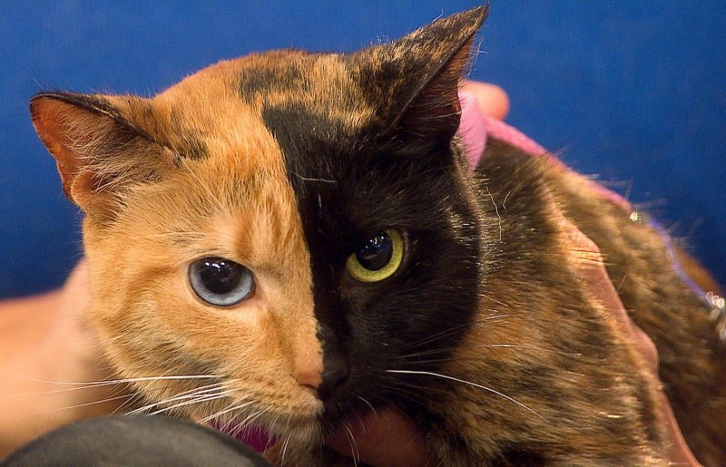 Кошка Венера Химера