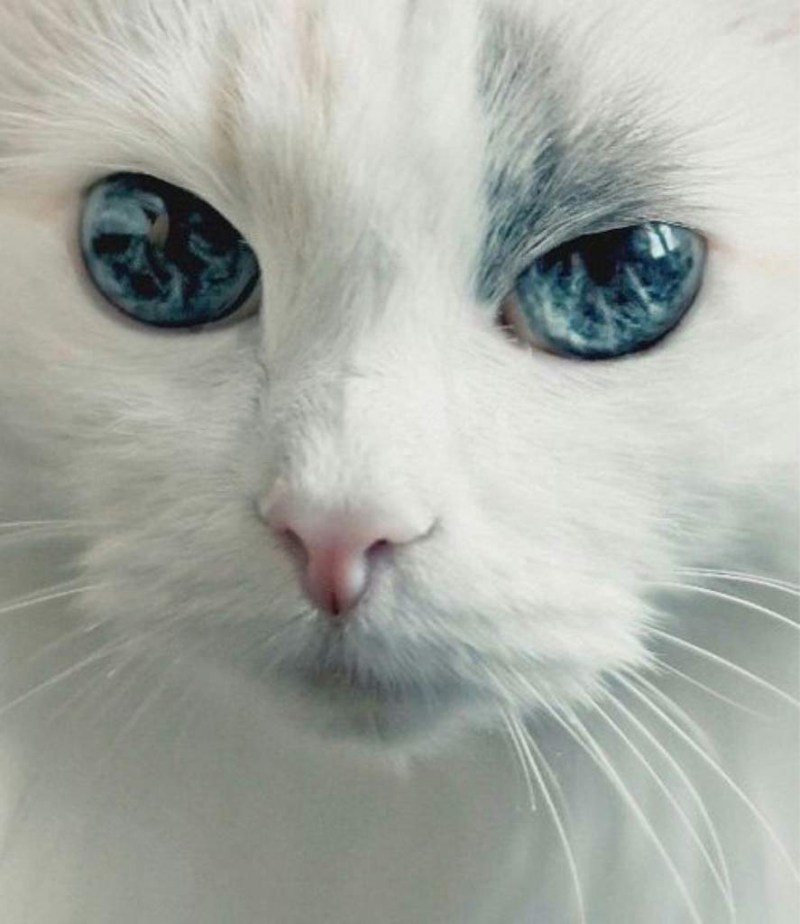 Кот с цветными глазами