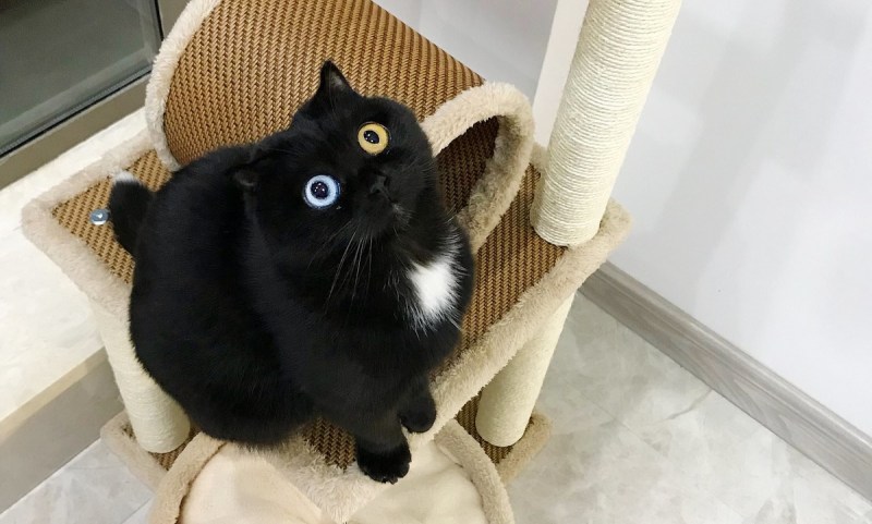 Коты с необычными глазами