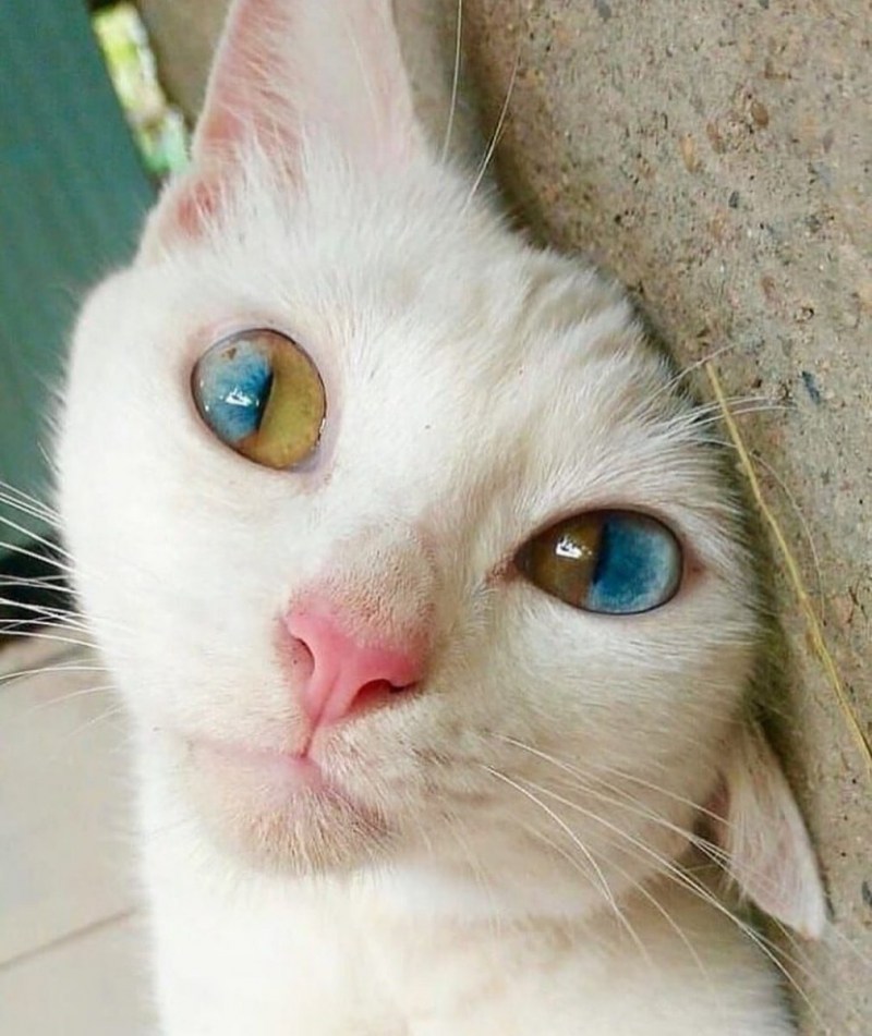 Кот с разными глазами