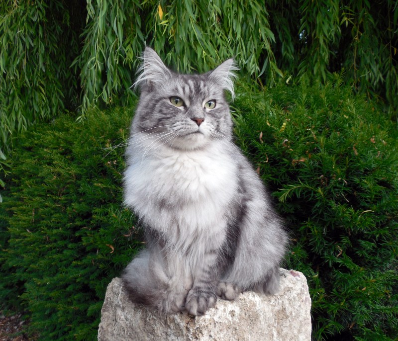 Сибирская Лесная кошка серая