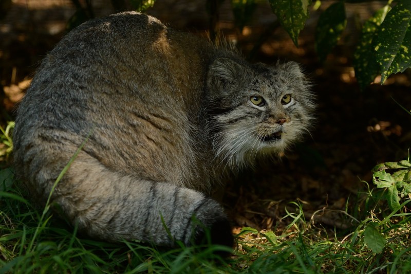 Сибирский зимний кот