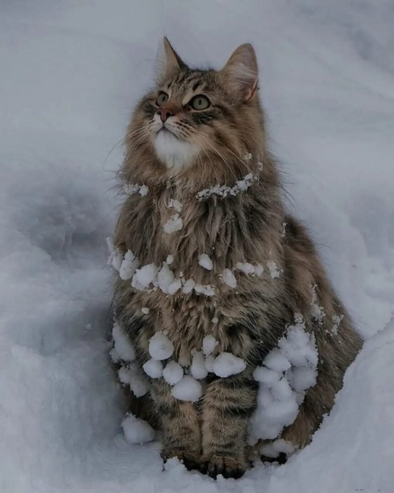 Сибирский Лесной кот
