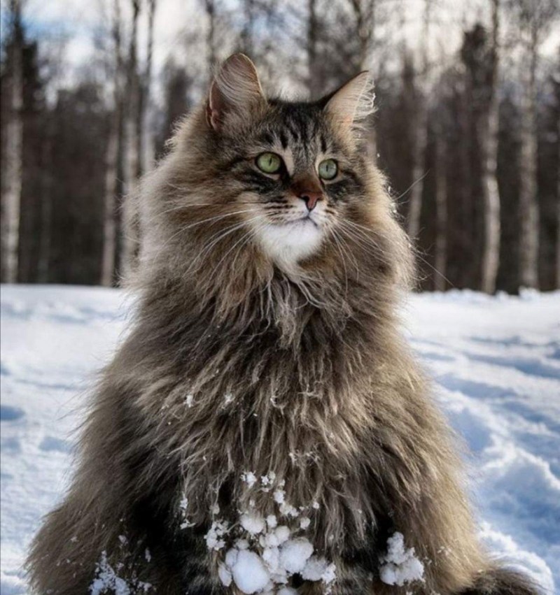 Skogkatt - Норвежская Лесная кошка.