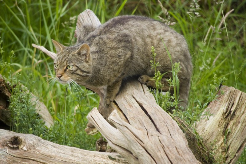 Норвежский Лесной кот