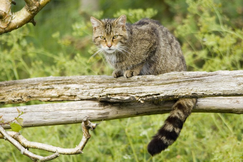 Лесной кот Felis Silvestris